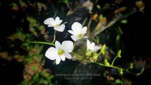 Dendrobium affine