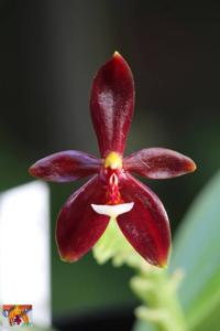 Phalaenopsis cornu-cervi f. chattaladae