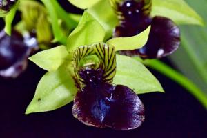 Dendrobium convolutum