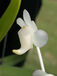 Aerides odorata