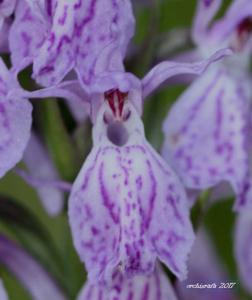 Dactylorhiza maculata subsp. caramulensis