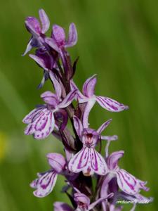 Dactylorhiza maculata subsp. caramulensis
