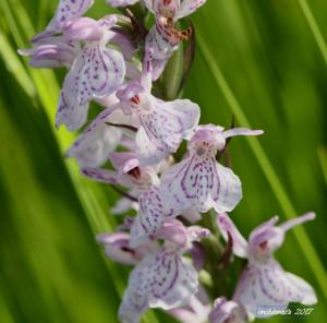 Dactylorhiza maculata subsp. caramulensis