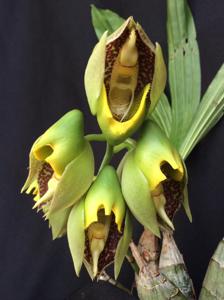 Catasetum macrocarpum