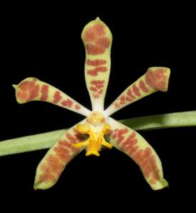 Trichoglottis dawsoniana