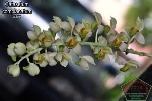 Catasetum complanatum