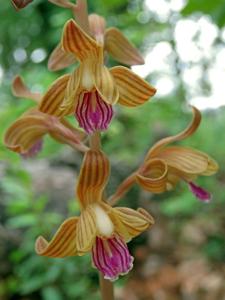Hexalectris spicata
