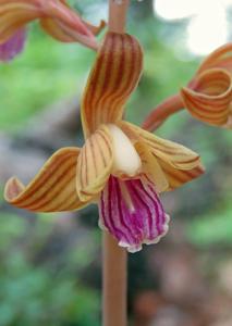 Hexalectris spicata