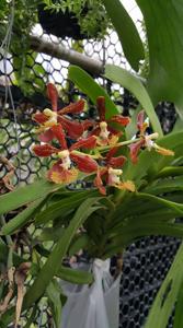 Vanda roeblingiana