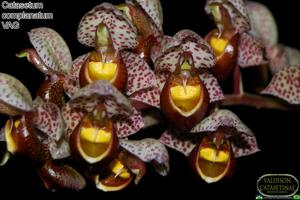 Catasetum complanatum