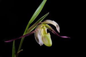 Phragmipedium longifolium
