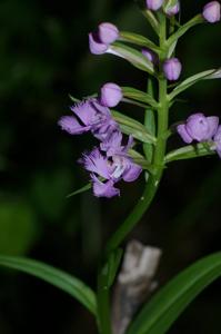 Platanthera grandiflora