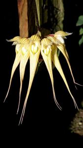 Bulbophyllum sanguineopunctatum
