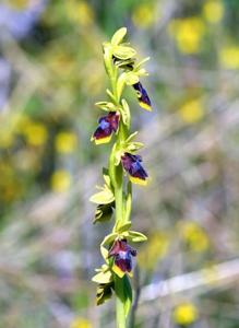 Ophrys insectifera subsp. aymoninii