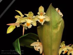 Chelonistele sulphurea