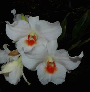 Dendrobium igneoniveum