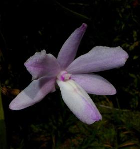 Dendrobium kruiense