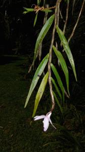 Dendrobium kruiense