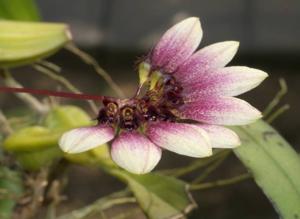 Bulbophyllum lepidum