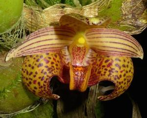 Bulbophyllum lobbii subsp. breviflorum