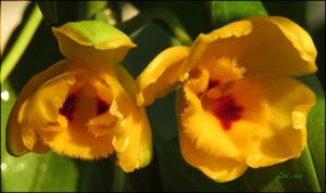 Dendrobium chrysanthum