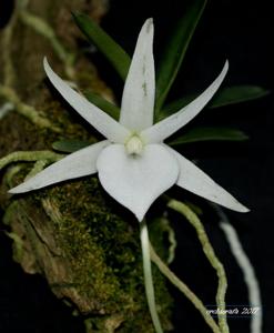 Angraecum rutenbergianum