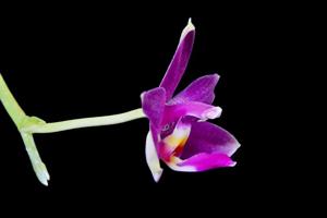 Phalaenopsis mentawaiensis
