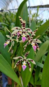 Prosthechea prismatocarpa
