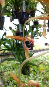 Gongora gratulabunda