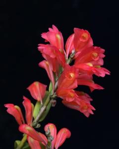 Dendrobium faciferum