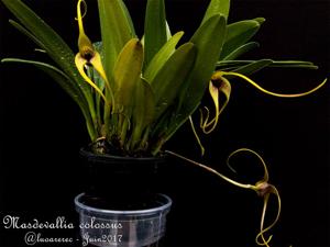 Masdevallia colossus