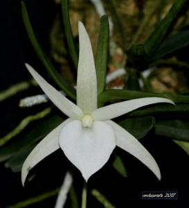 Angraecum didieri