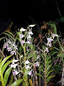 Dendrobium stratiotes