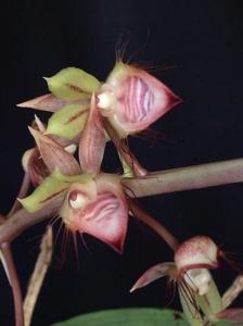 Catasetum discolor