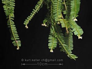 Agrostophyllum stipulatum