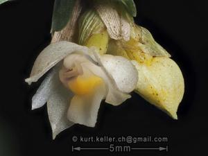 Agrostophyllum stipulatum