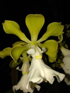 Encyclia cordigera