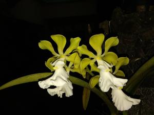 Encyclia cordigera