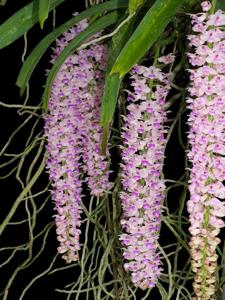 Rhynchostylis retusa