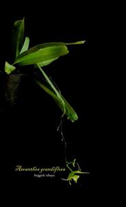 Aeranthes grandiflora