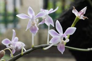 Phalaenopsis equestris