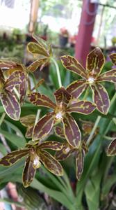 Grammatophyllum scriptum