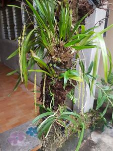 Coelogyne filiformis