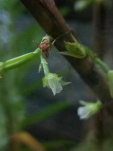 Poaephyllum pauciflorum