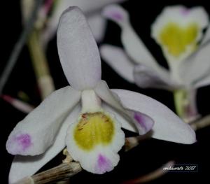 Dendrobium amoenum