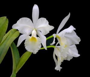 Cattleya labiata var. alba