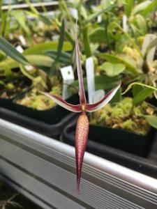 Bulbophyllum nitidum