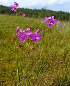 Calopogon tuberosus