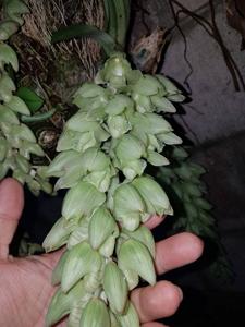 Clowesia russelliana