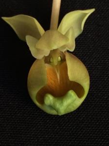 Catasetum albovirens